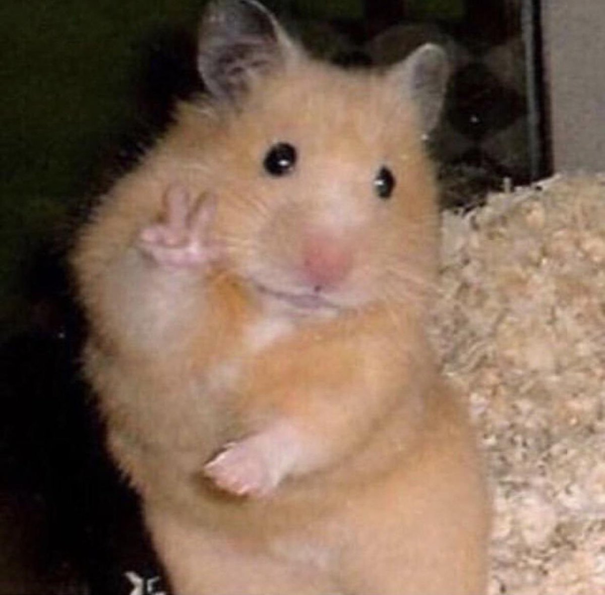 KoiJay🍥 tweet media