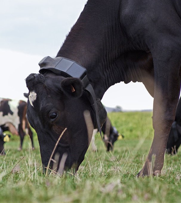 <a href="/Dexerto/">Dexerto</a> Wouldn't this affect the quality of health of the animals, and the quality of food (milk and me that) comes out of them?