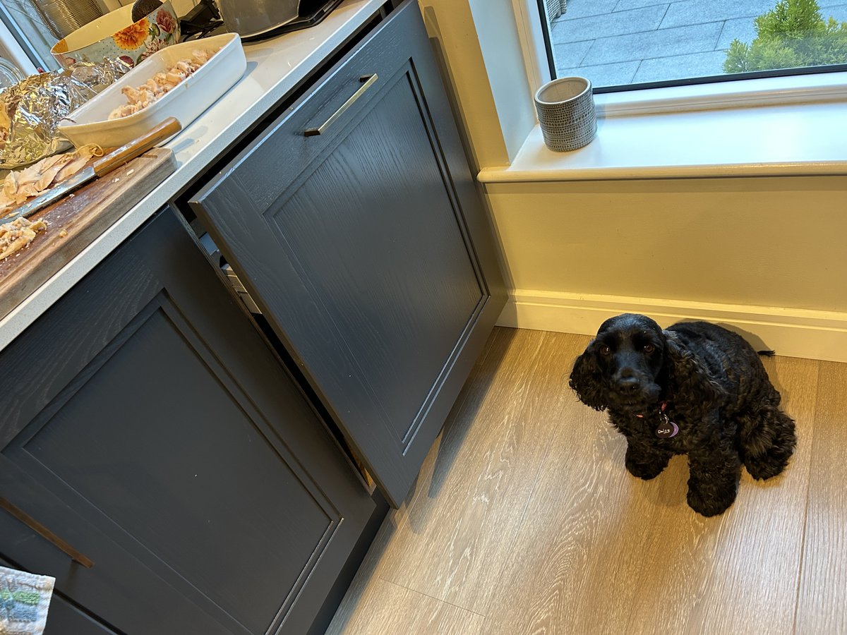 Daisy 🇮🇪 🐕‍🦺 & Alfie 🌈 🐕🥰 tweet media