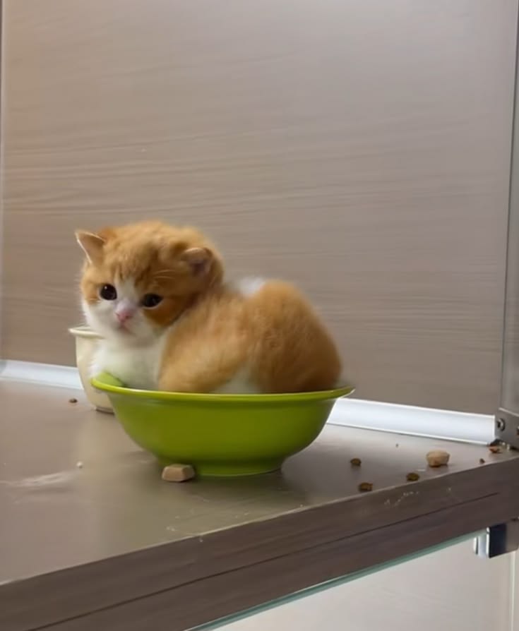 Smol 🤏