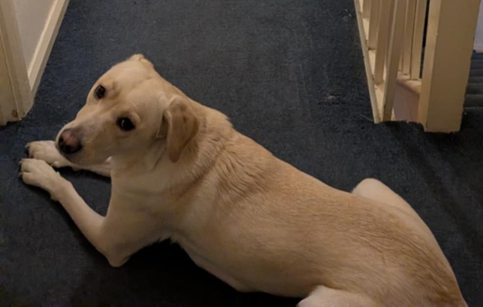 chris towers tweet media