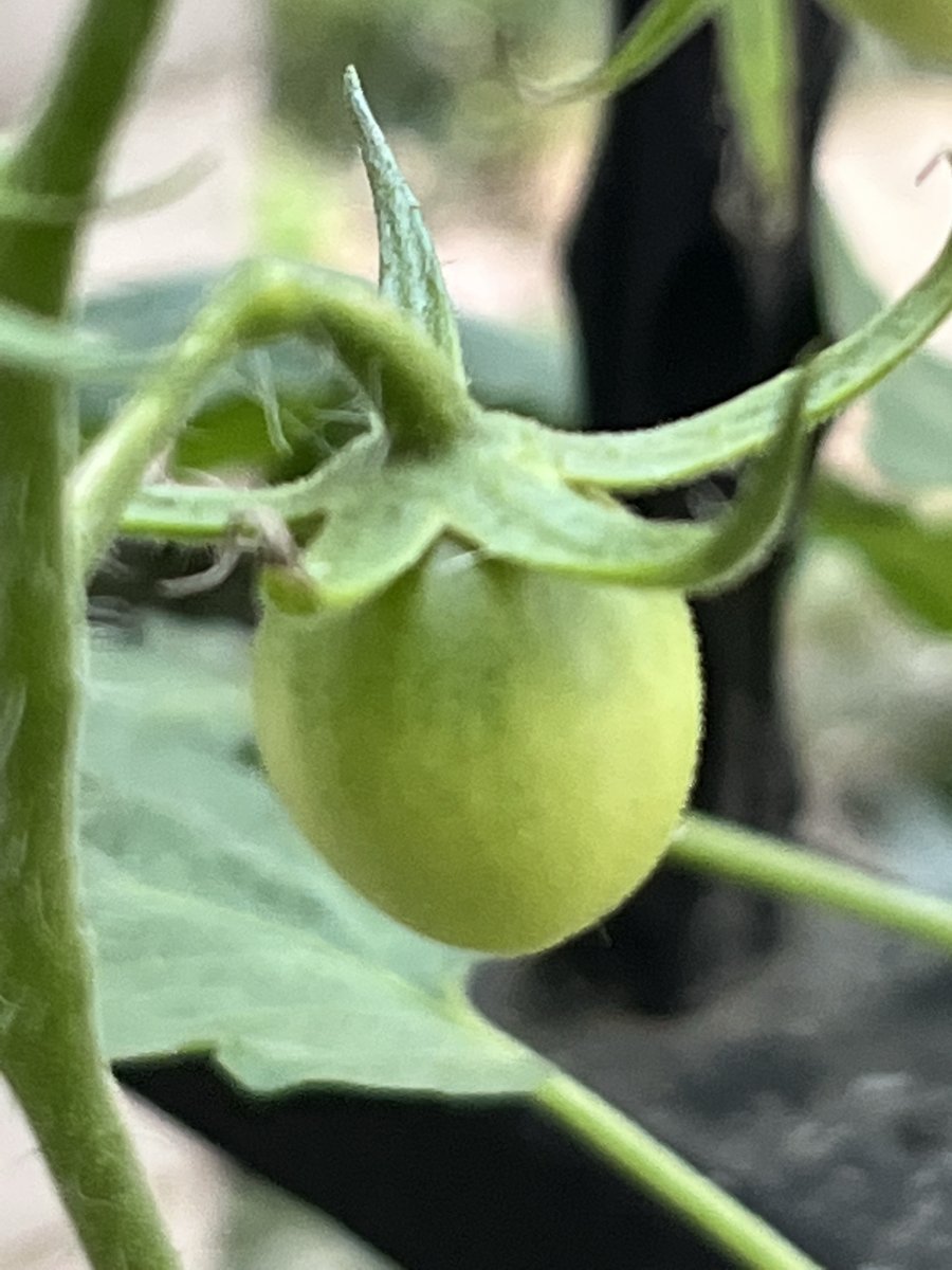 LetsPlayBobCZ tweet media