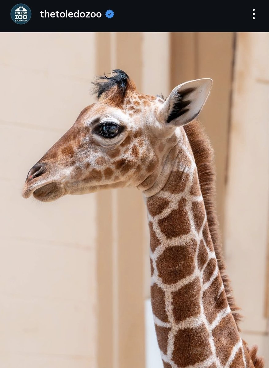 When they said reach for the sky... they meant $EUGENE 

Same name, same legendary hair, way higher potential.

One more shot from Toledo Zoo. 📸

Who's riding this neck with me?