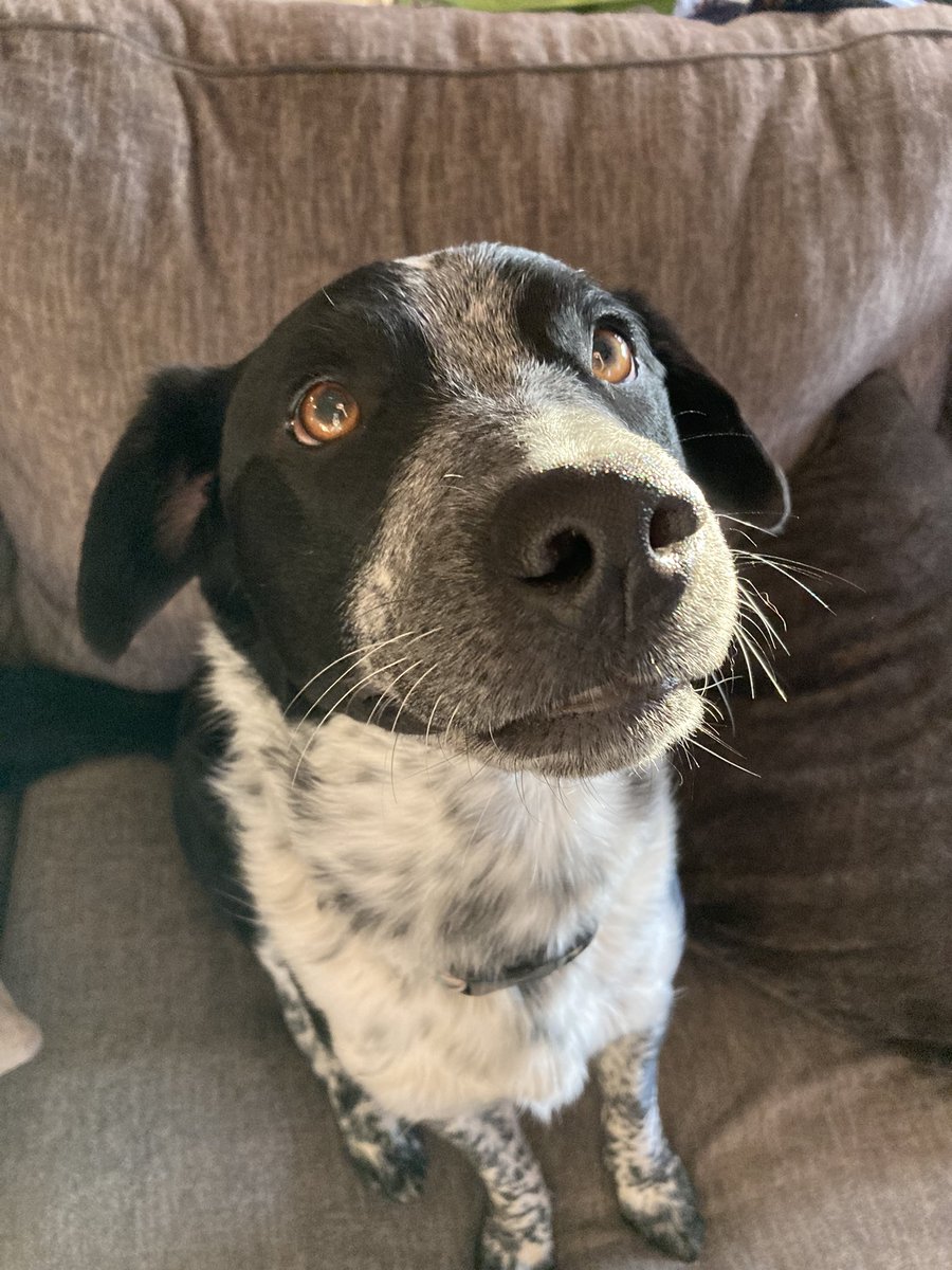 Lamb / Airy 🐑🪶🔜 TFF tweet media