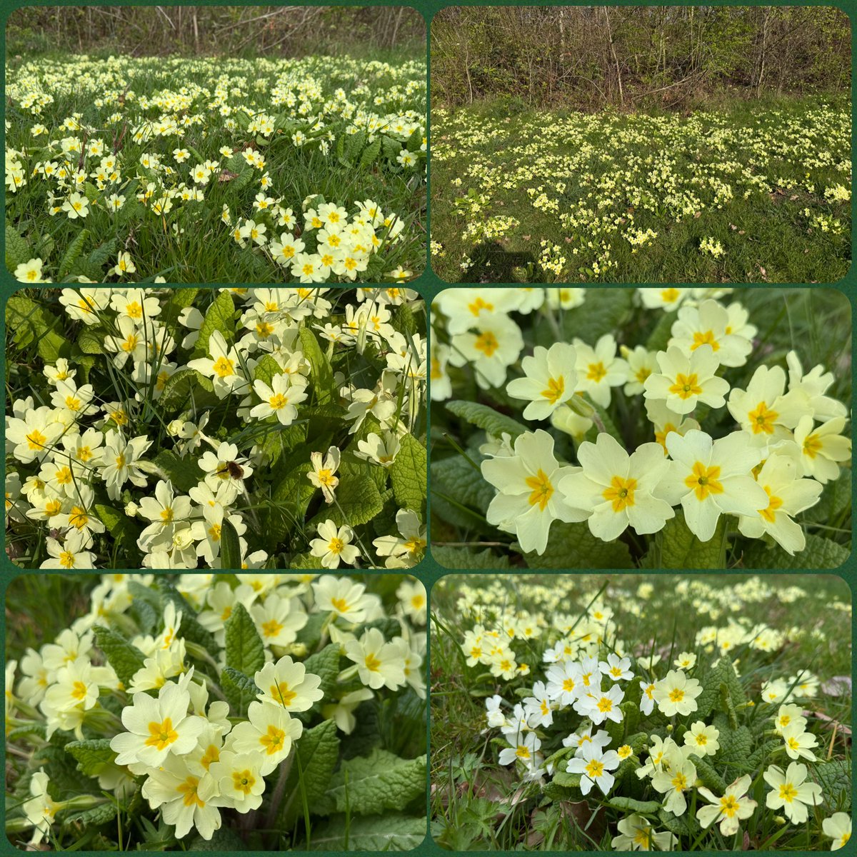 Rebecca Wheeler tweet media