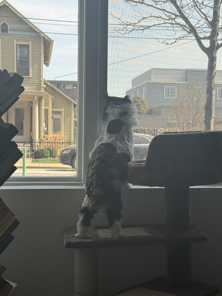 chewy & friends 🌈 lucy tweet media