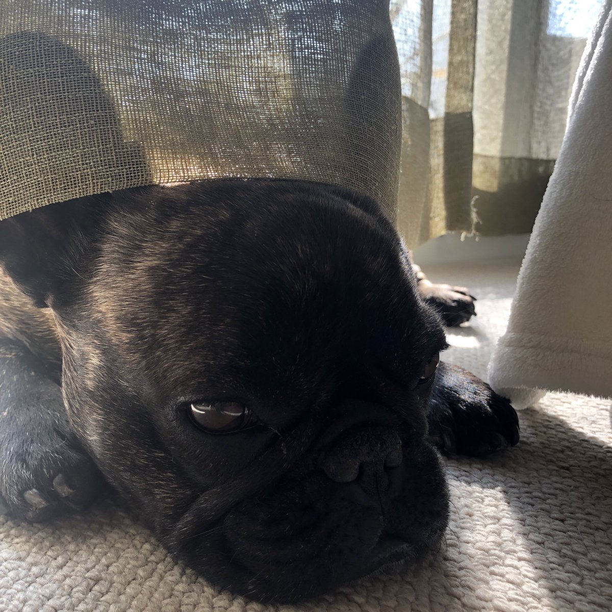 OniSotoChan's tweet photo. こんばんは
窓辺でまったり、しんこ🐶だよ https://t.co/82iJXLFdAY