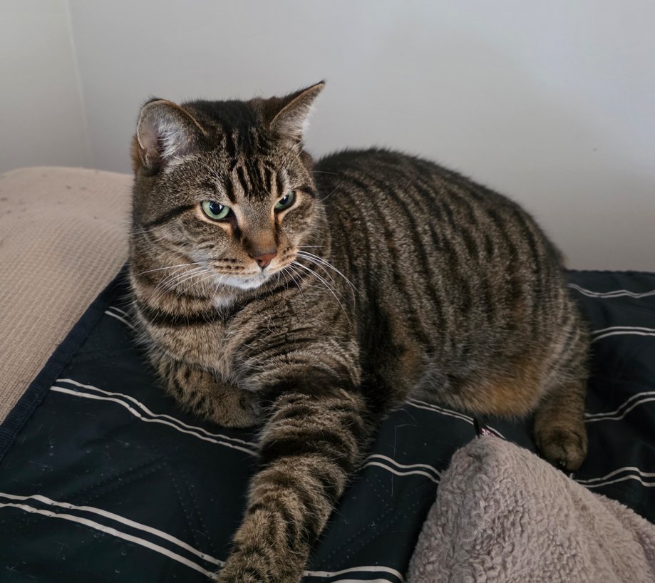 Thomas Ivarsson tweet media