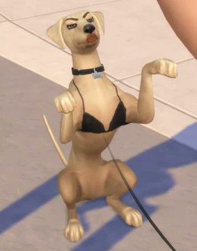 Michel Westym tweet media