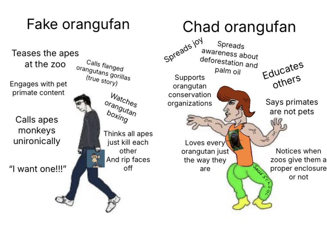 Orangutandrea tweet media