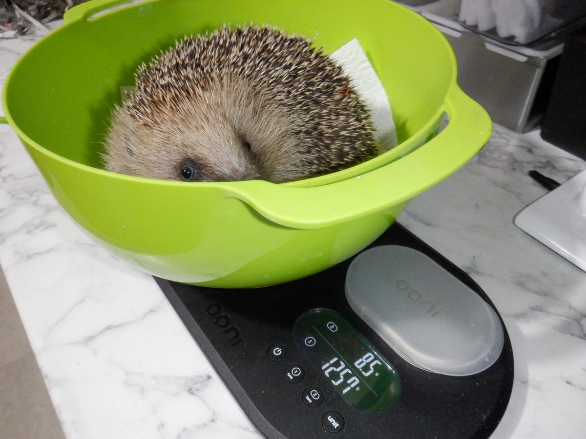 Hedgehog Cabin tweet media