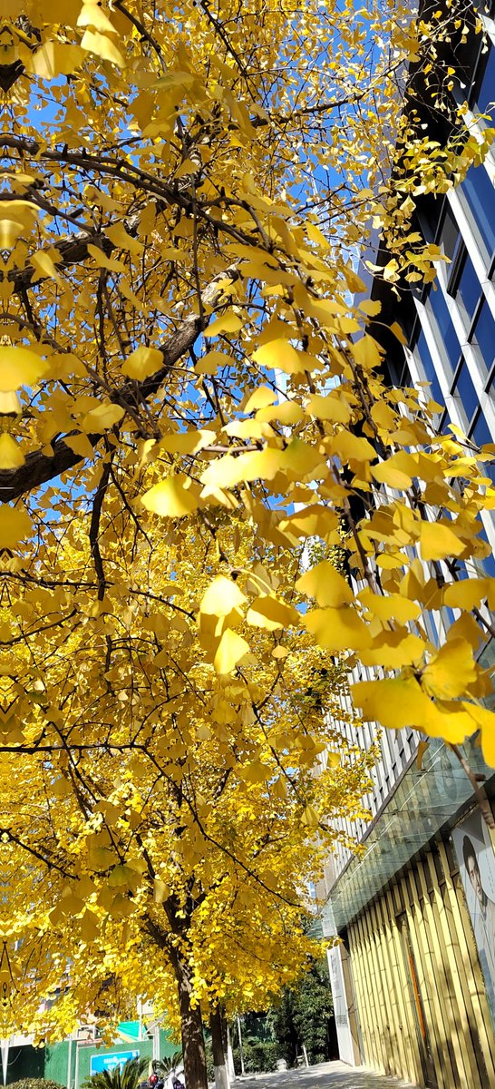 rachida elghebali tweet media