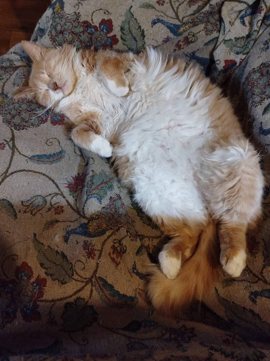 Кот Шурик из Беловежской пущи и его большая семья tweet media