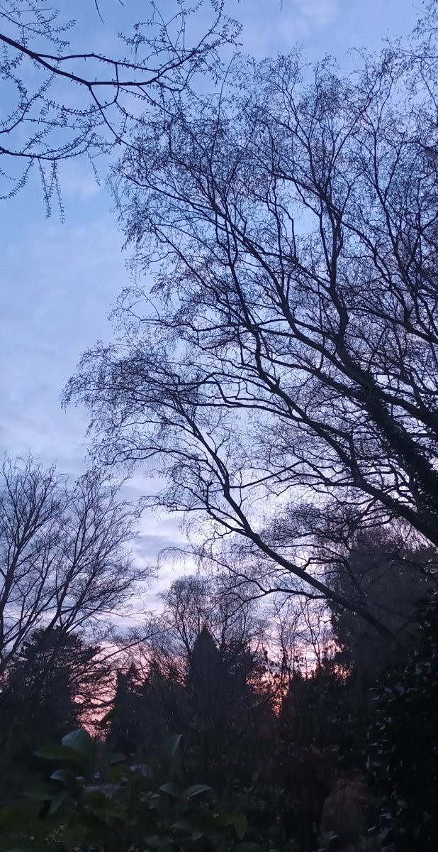 Chrysothemis tweet media