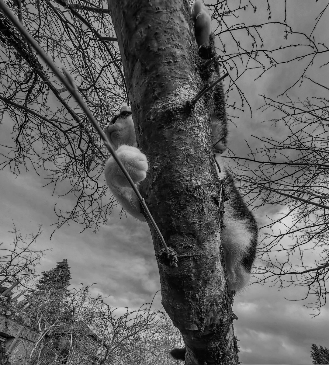 TheTribeOfMa tweet media