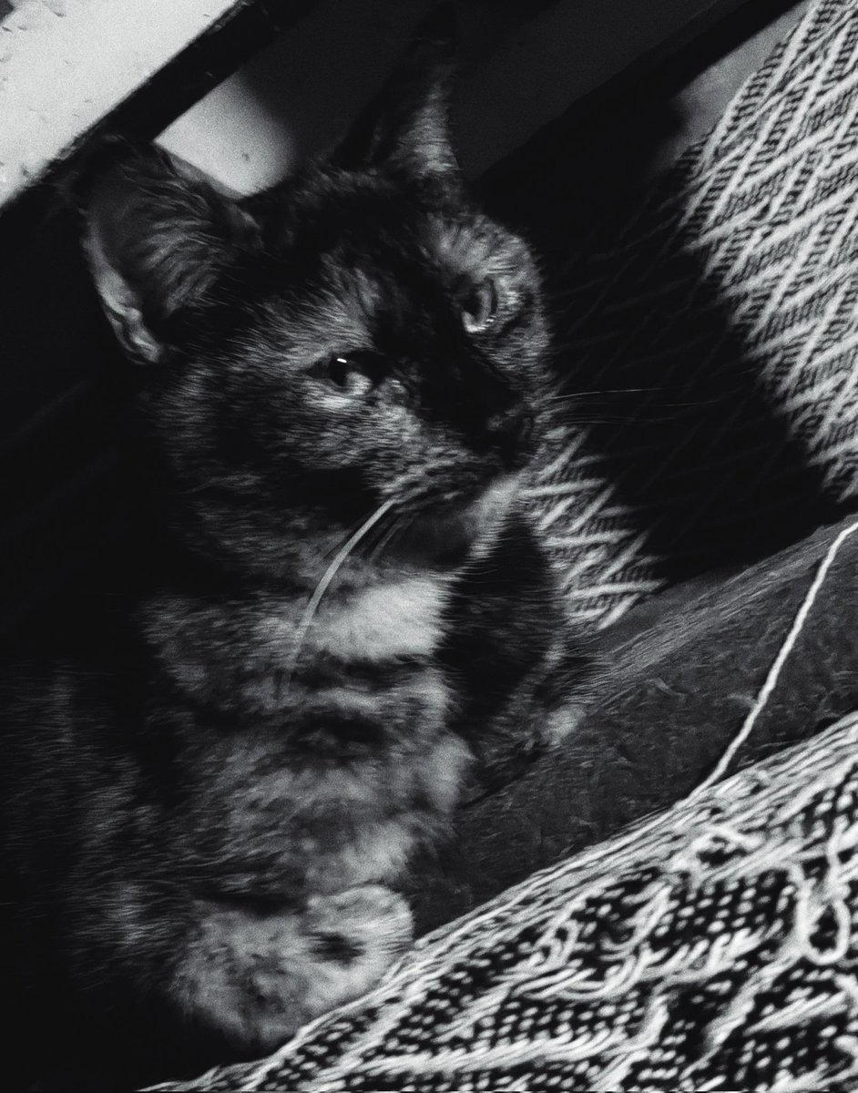 TheTribeOfMa tweet media