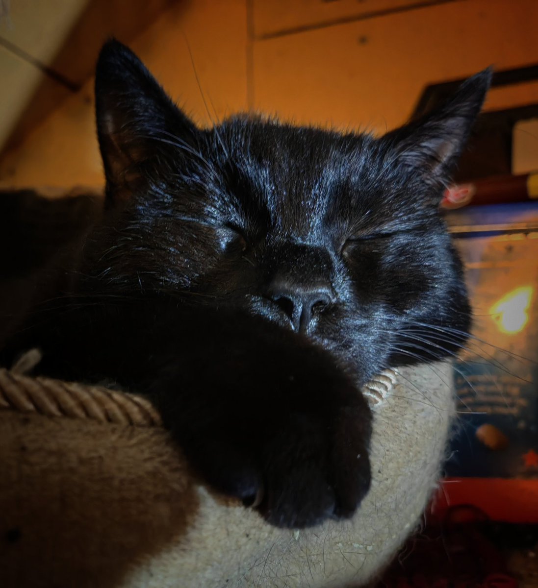 TheTribeOfMa tweet media