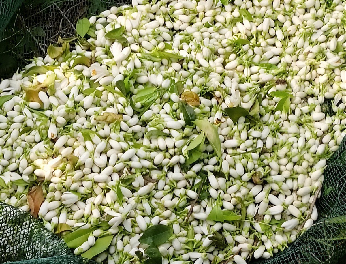 TapNewsAgency's tweet photo. #Tunisia: The region of #Nabeul blooms with orange blossom season, a cherished tradition rooted in local identity across #CapBon, filling streets & orchards with enchanting fragrance & a key economic driver, as the region produces 95% of country’s output. https://t.co/j2igZQ7o93 https://t.co/yhPyEVFjqk