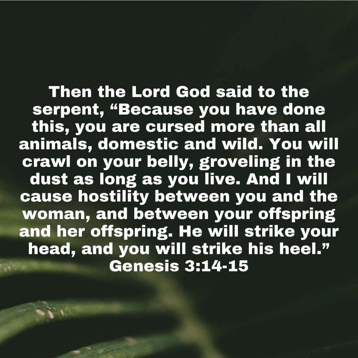 bonitagreen's tweet photo. Sermon:  Edenology (cont’d) https://t.co/aYi1CkIfkw