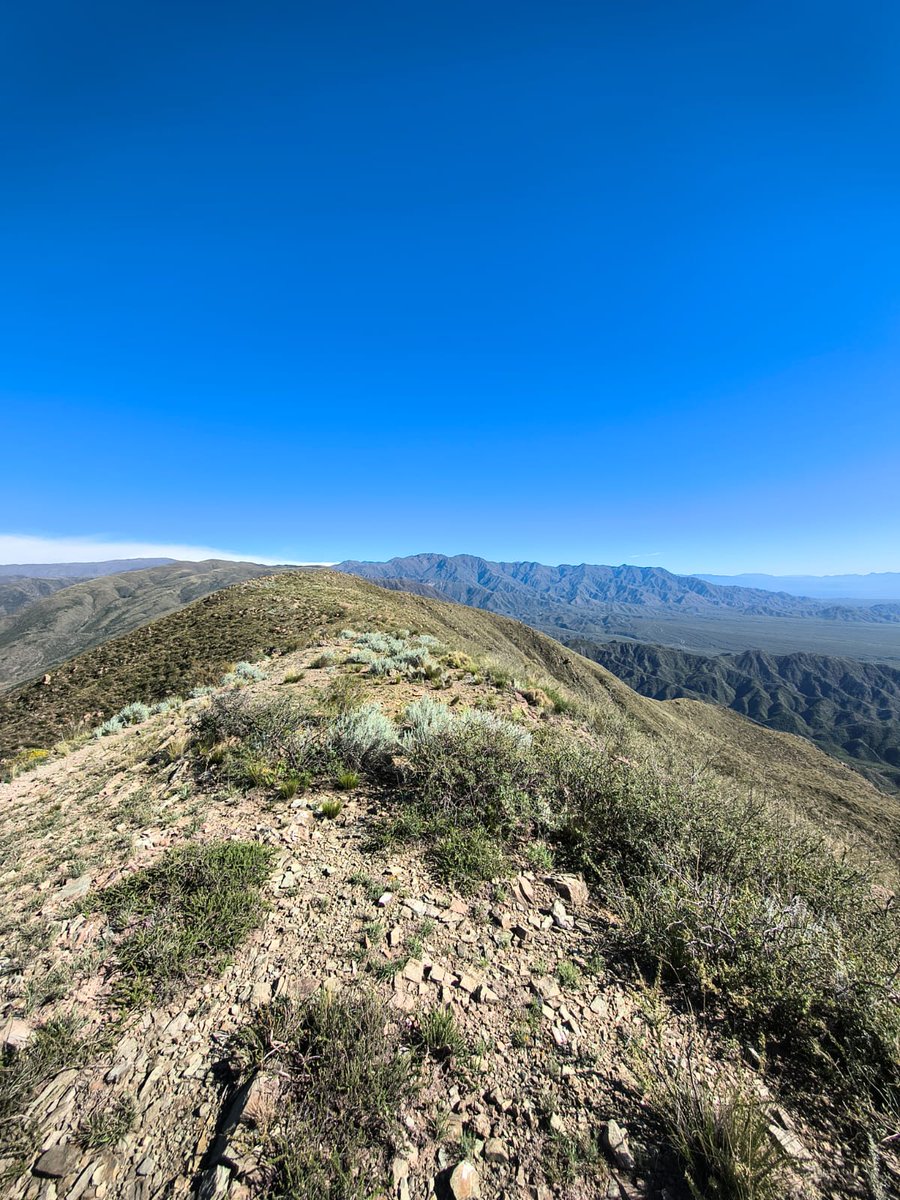 LeandroBlanquinegro tweet media