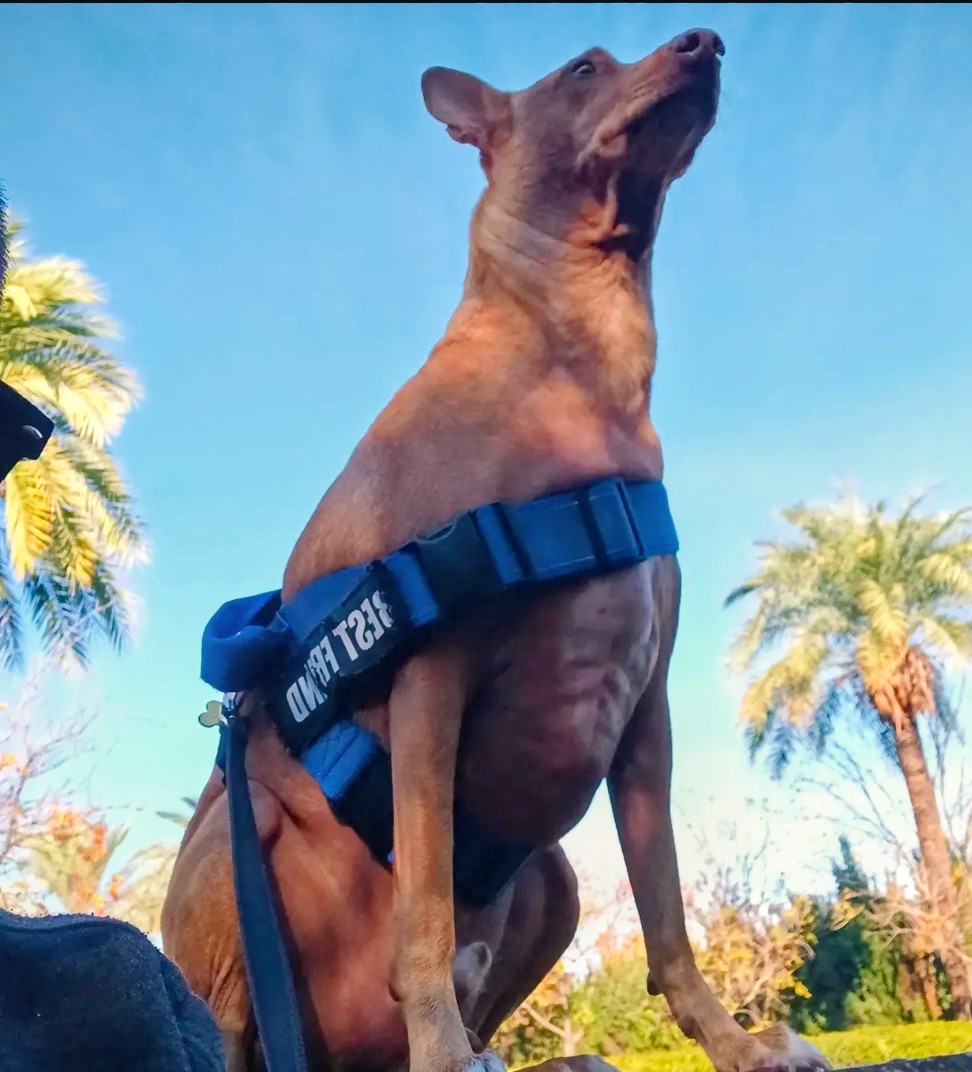 Rolling, the Necrohamster tweet media