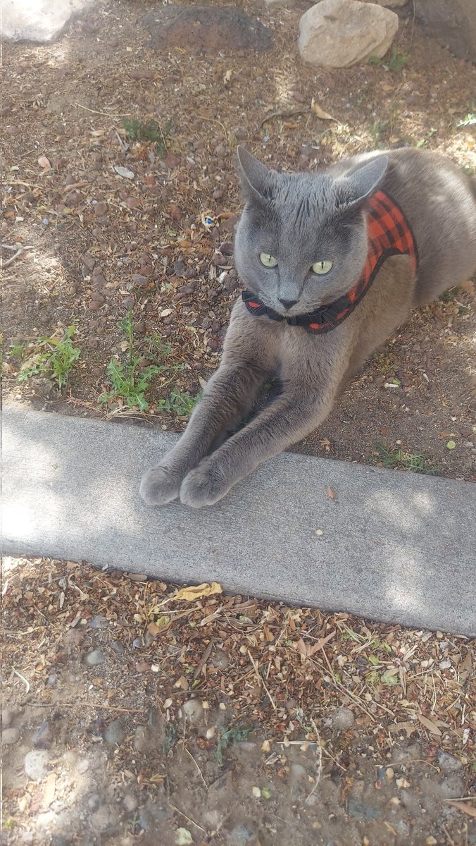 milliepede 🐈 tweet media