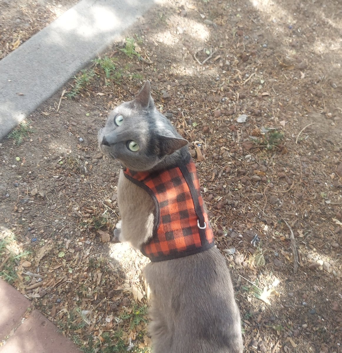 milliepede 🐈 tweet media