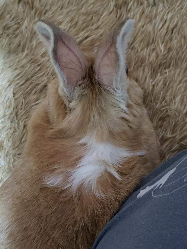 ５年前の柚ﾁｬﾝ。
うさじすーはーしたいなぁ❤️