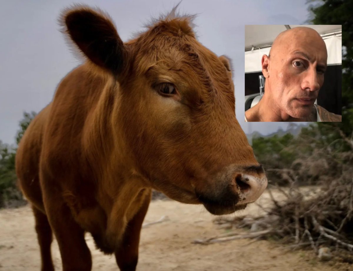 choco ₍^. .^₎⟆ tweet media