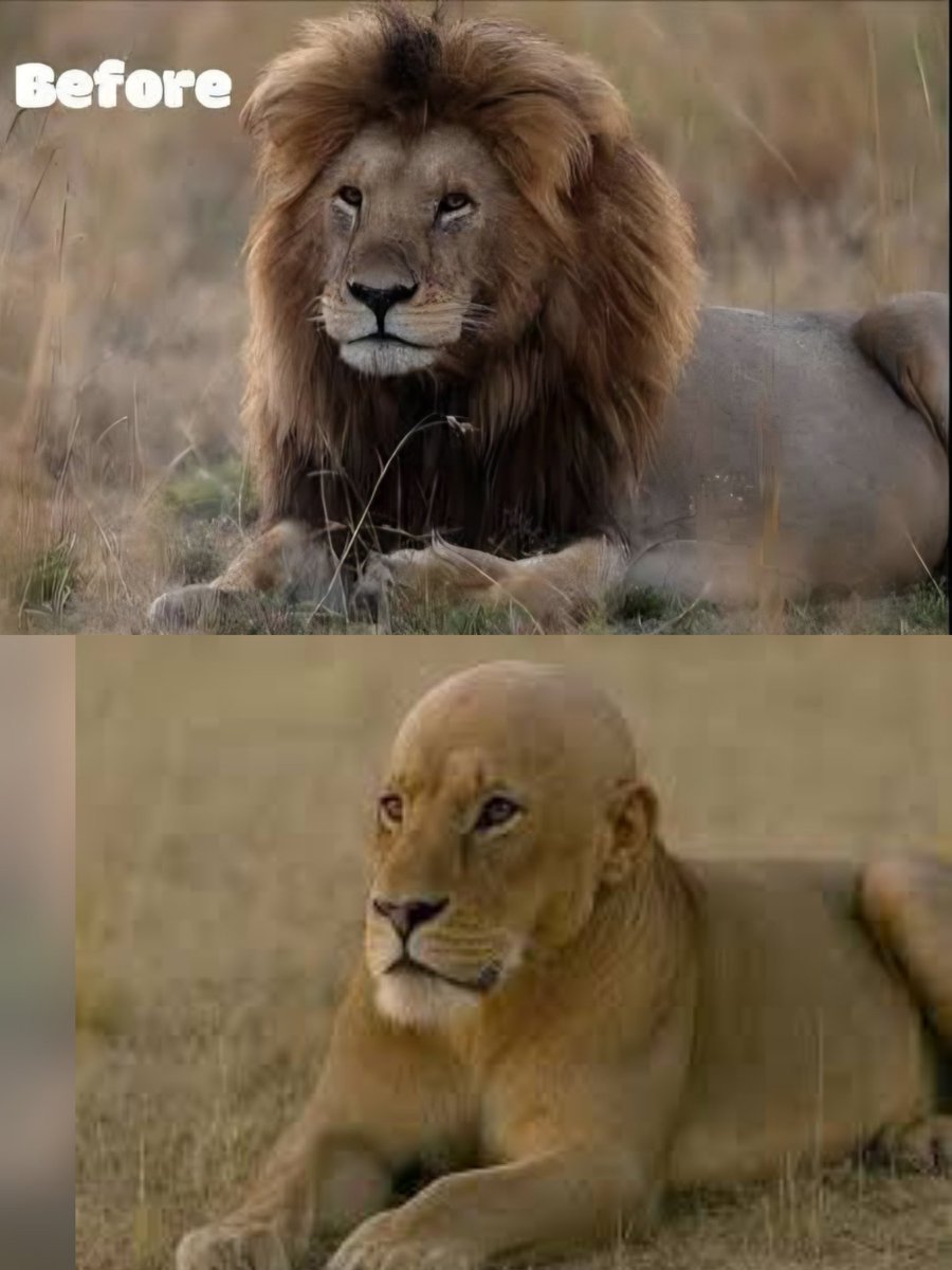 🦋 Khushbu 🍂🌹 tweet media