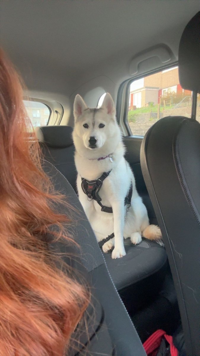 Meika the Mischievous Husky 🐶💜 tweet media