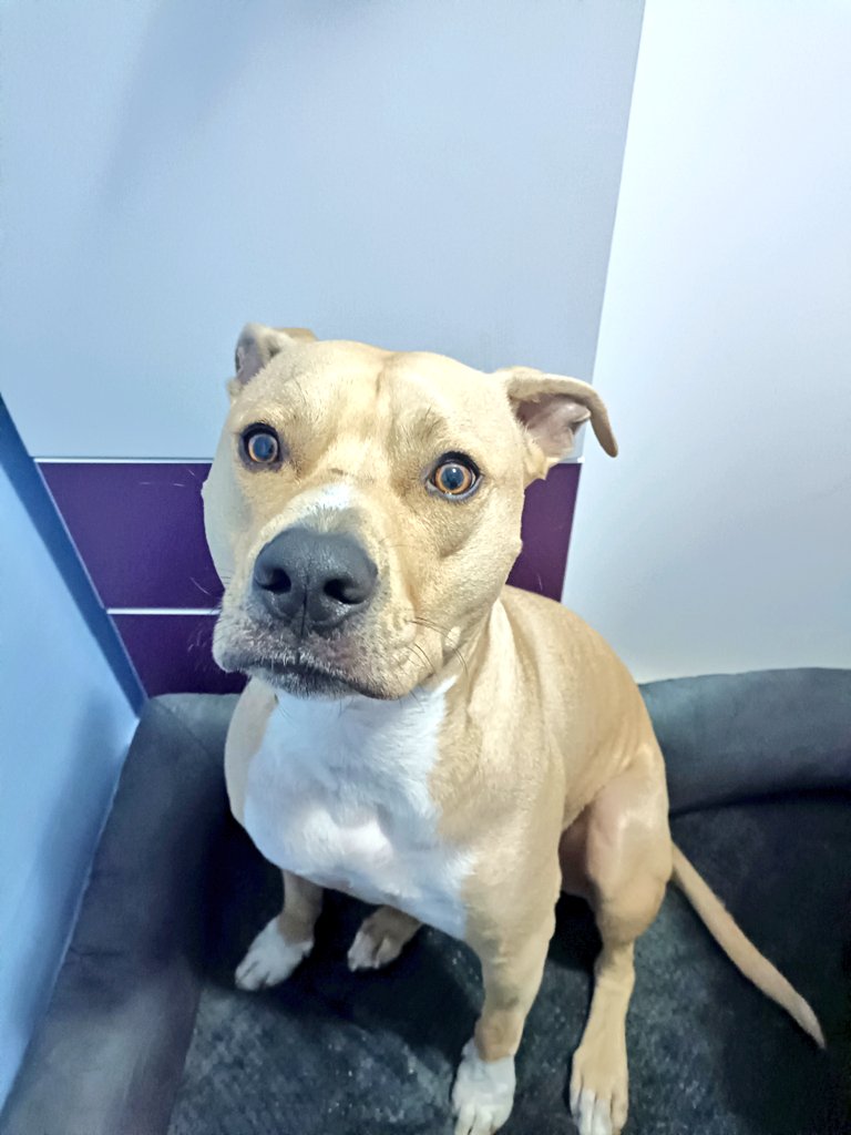 Rolling, the Necrohamster tweet media