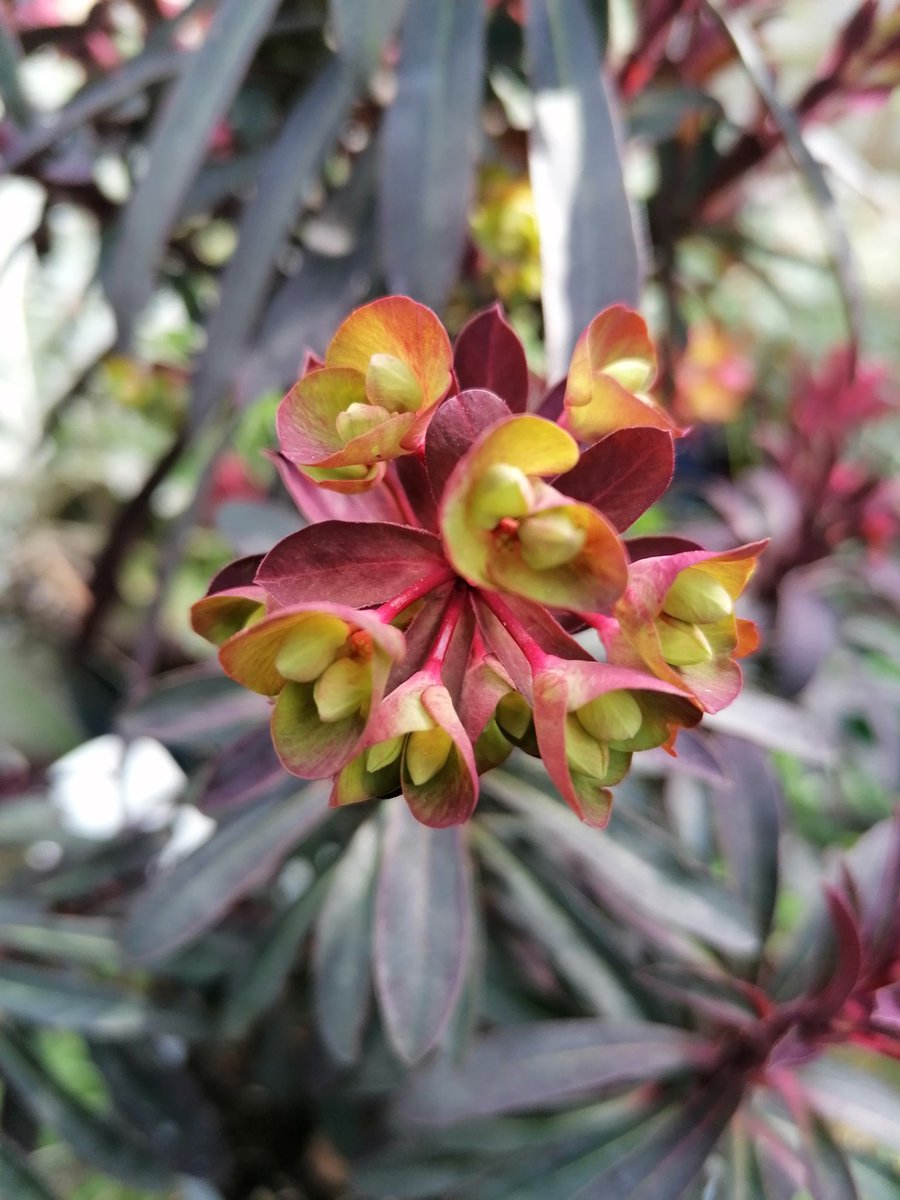 The Japanese quince has started flowering. I also have a new euphorbia to put in the front garden - Miners Merlot. #gardening