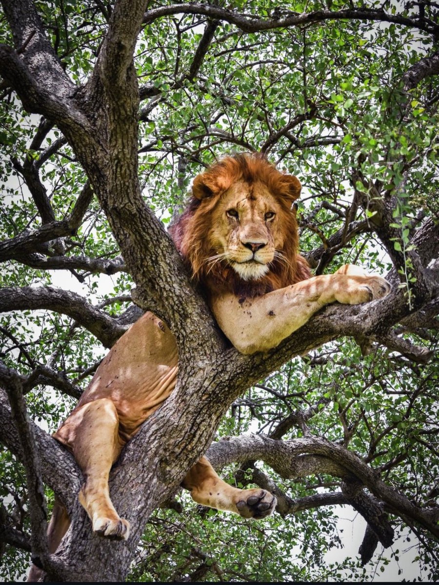 Setcho! 🔜 Animalz tweet media