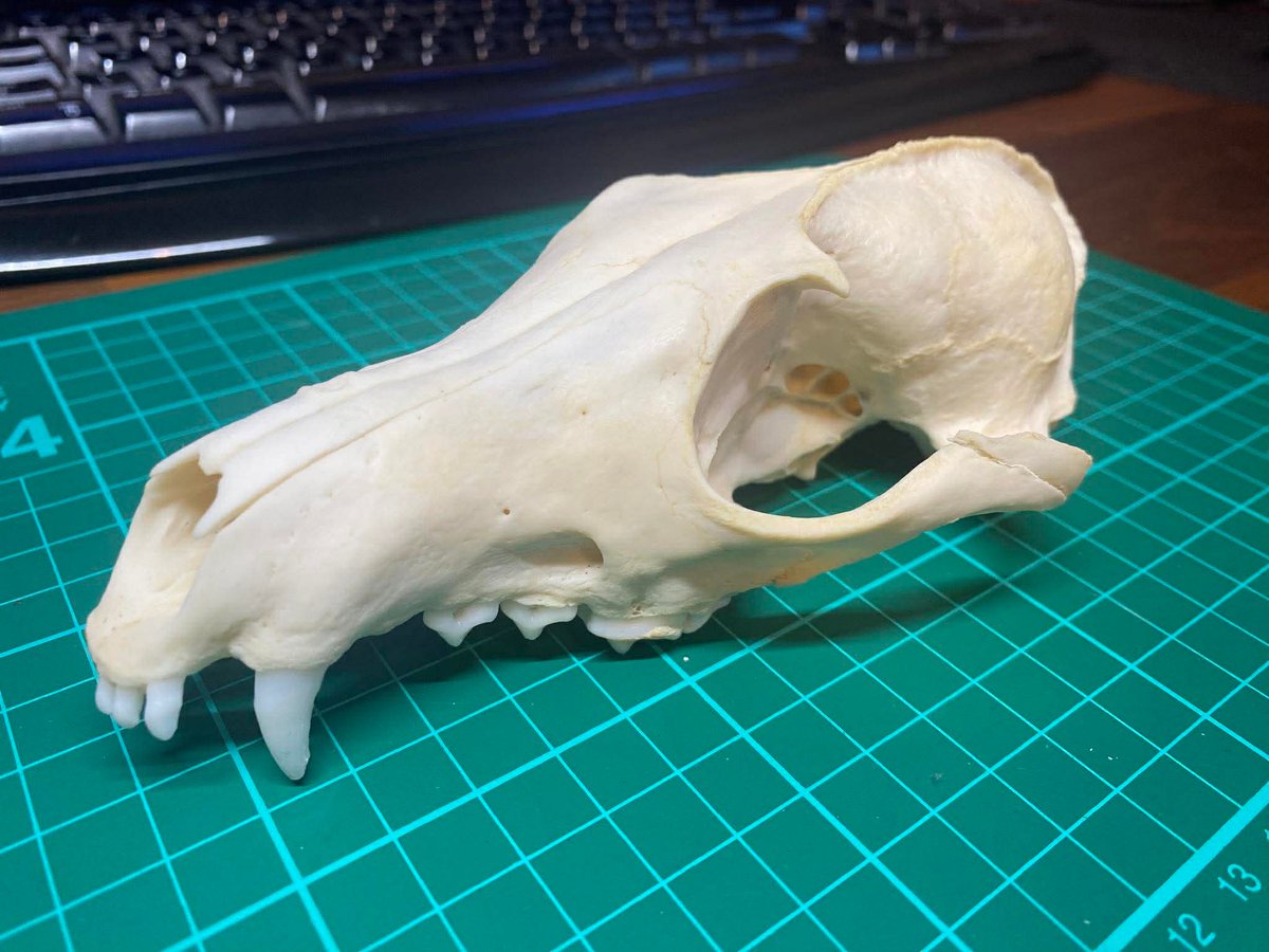 Matt Roszak🍉🌻Find Matt's Cats on Steam tweet media