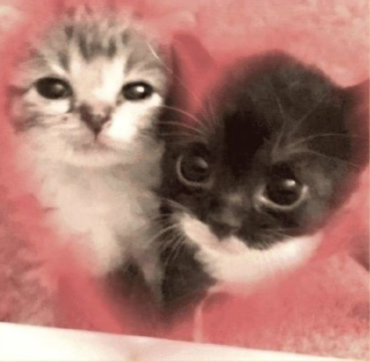 erica with C 𝜗᭪ tweet media