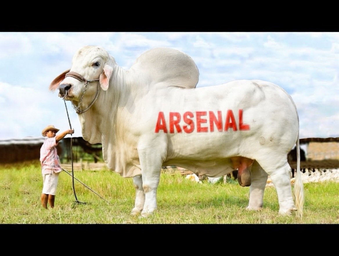 DelowoABE's tweet photo. Ha! @Arsenal you let the fans down. See the bull we wanted to use for celebration. #arsenal #football #wembly https://t.co/hUQtw207la