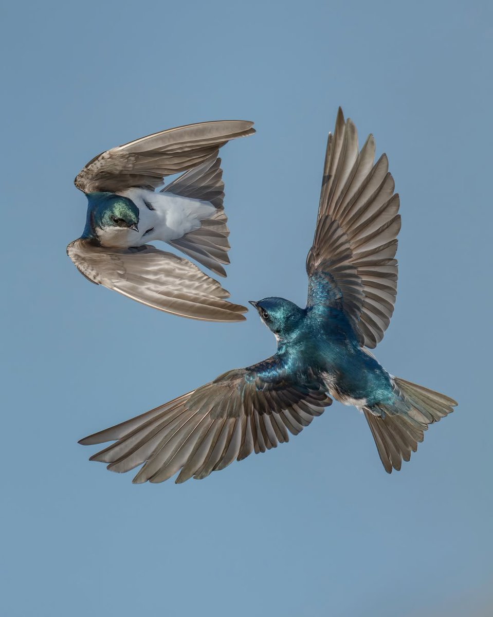 Bubi' Sanat tweet media