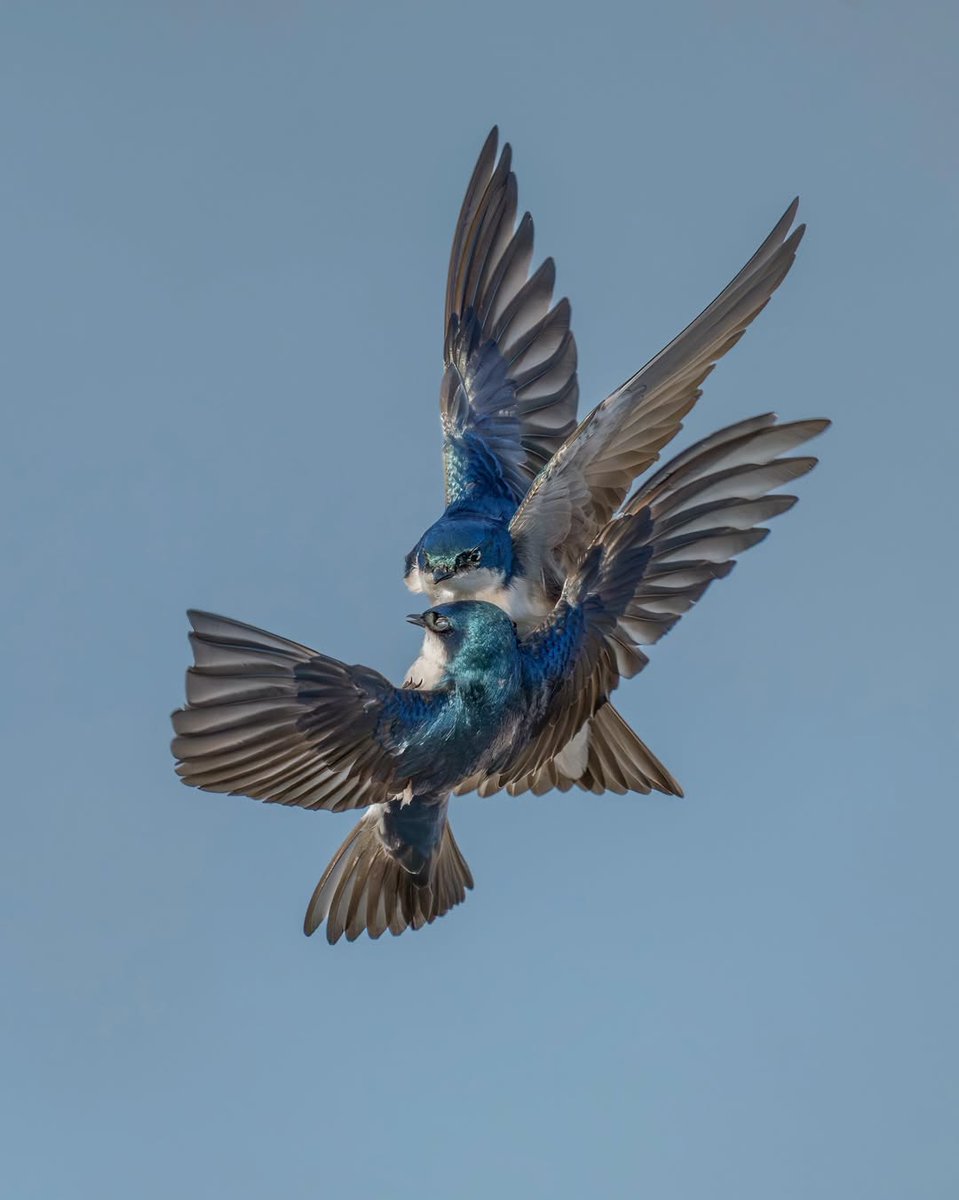 Bubi' Sanat tweet media