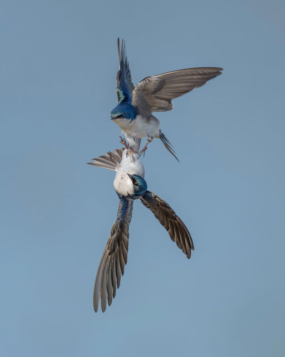 Bubi' Sanat tweet media