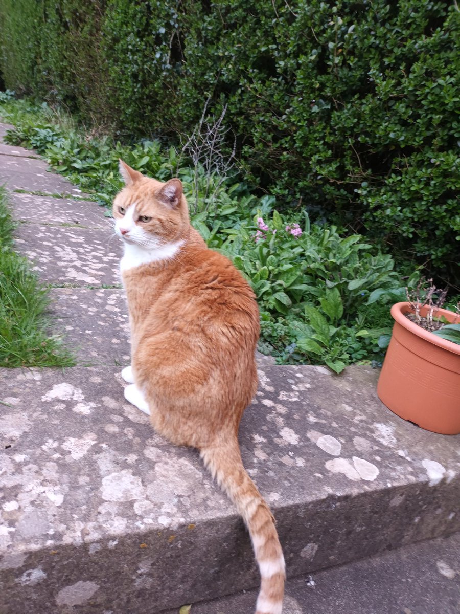 GingermonsterZiggy 🇮🇱🏴󠁧󠁢󠁥󠁮󠁧󠁿🧡🐾🐾🧡 tweet media