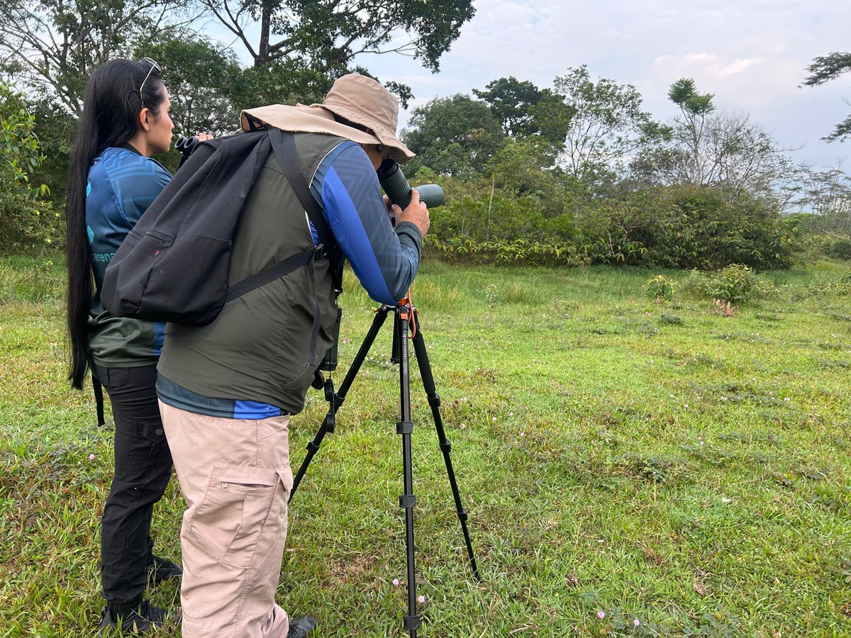 Cormacarena tweet media