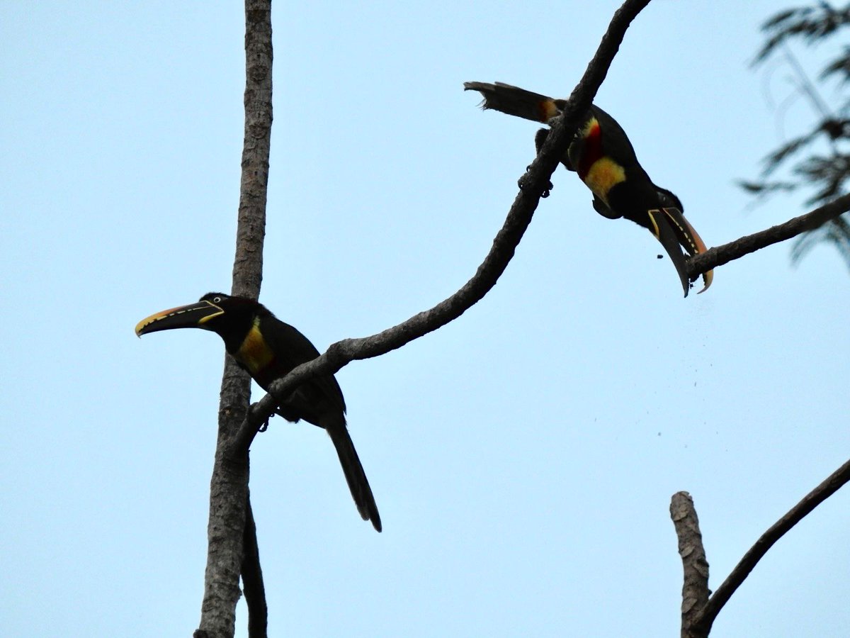 Cormacarena tweet media