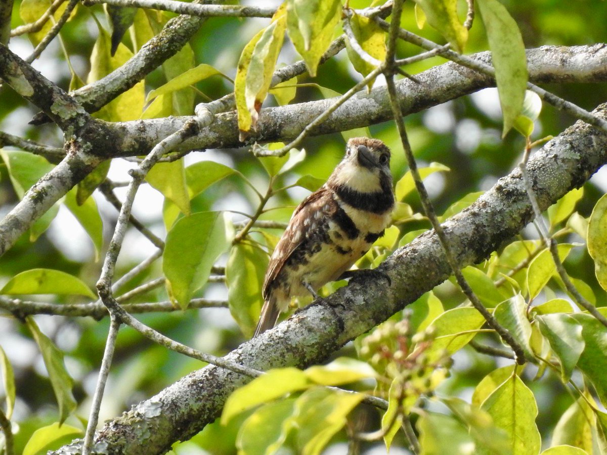 Cormacarena tweet media