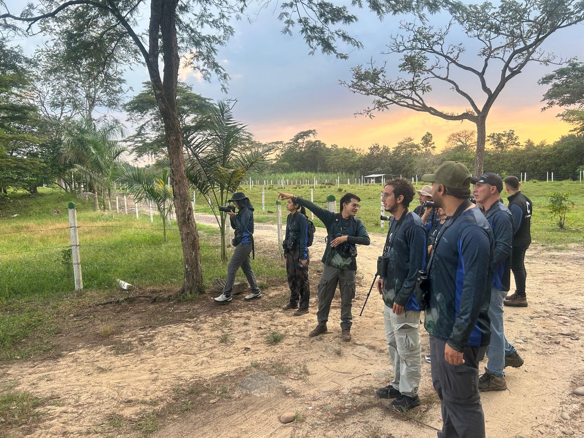 Cormacarena tweet media