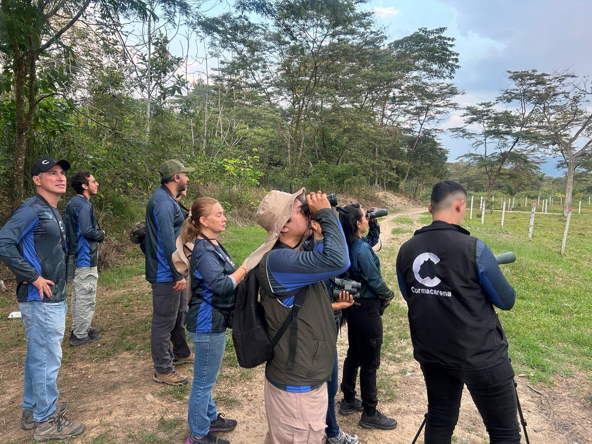 Cormacarena tweet media