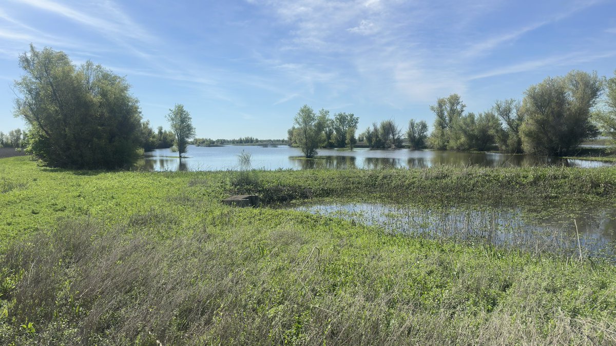 phylogenomics's tweet photo. Very happy that #yolobypass wildlife area near #davisca and #sacramentoca is open again https://t.co/BWXop16BMh