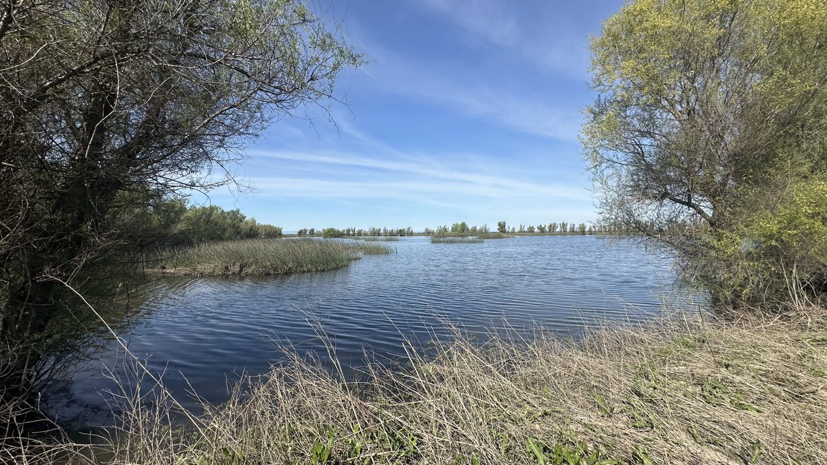 phylogenomics's tweet photo. Very happy that #yolobypass wildlife area near #davisca and #sacramentoca is open again https://t.co/BWXop16BMh