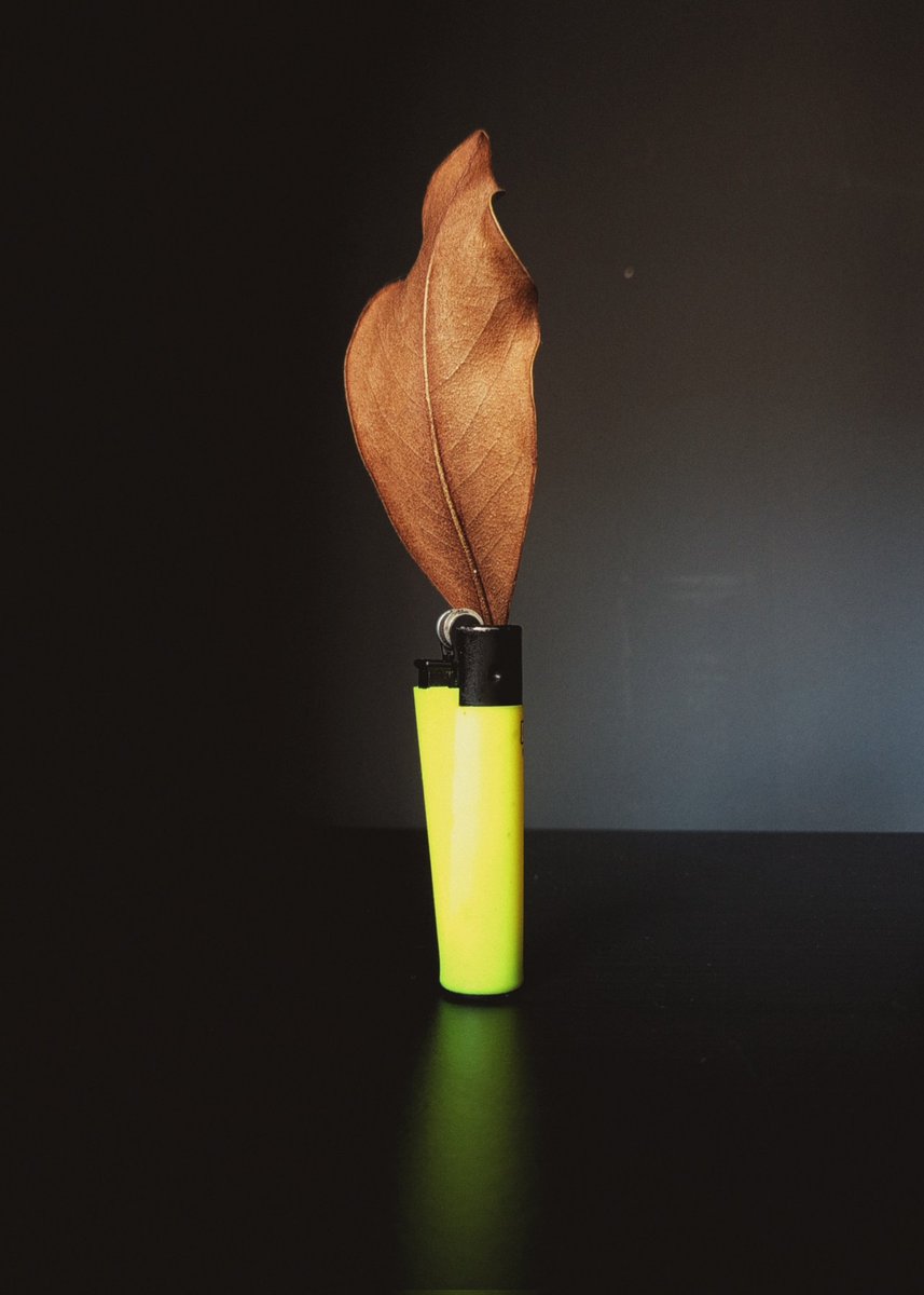 ruido perro tweet media