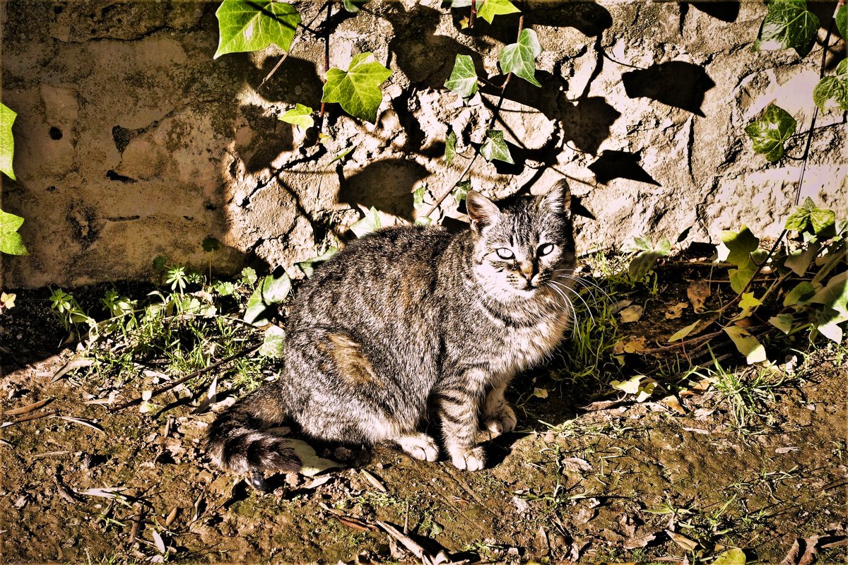 KatySnchez's tweet photo. Tomando el sol . Aun apetece #gato #minino #hacerfotos https://t.co/QinhI8TS2S